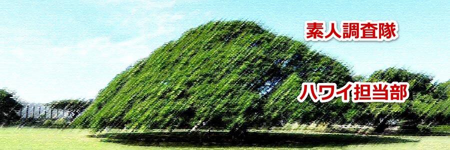 ハワイのこの木なんの木の場所　ワイキキからモアナルア・ガーデンパークに行く方法について教えます