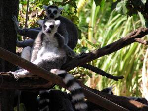 ハワイ観光でワイキキのホノルル動物園に素人調査隊が行った感想